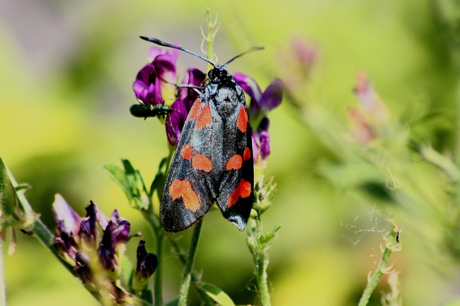 Zygaena di cuori da ID